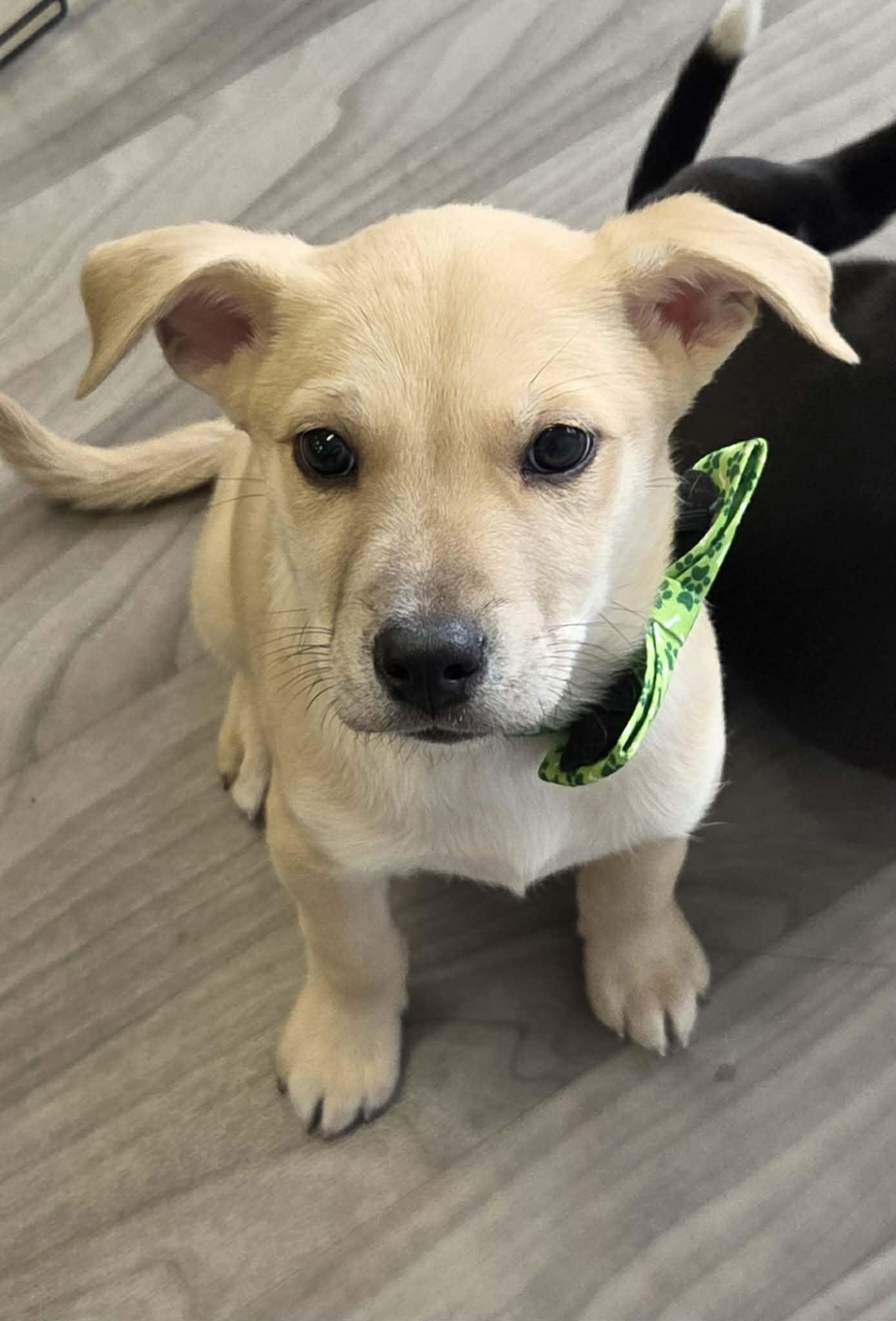 Artemis the heeler mix puppy, a Adoptable mixed breed in Muskego, WI image 3/5