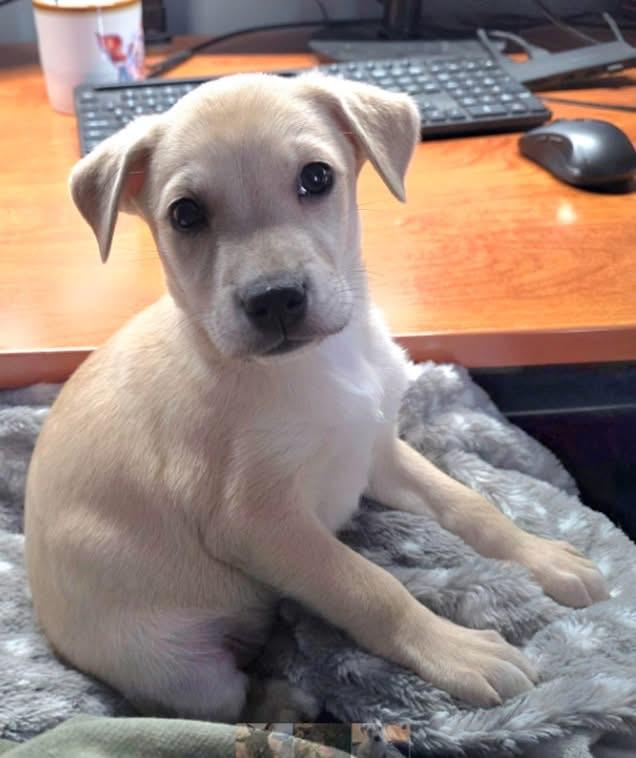 Artemis the heeler mix puppy, Adoptable, Puppy Male Australian Cattle Dog / Blue Heeler & Terrier.