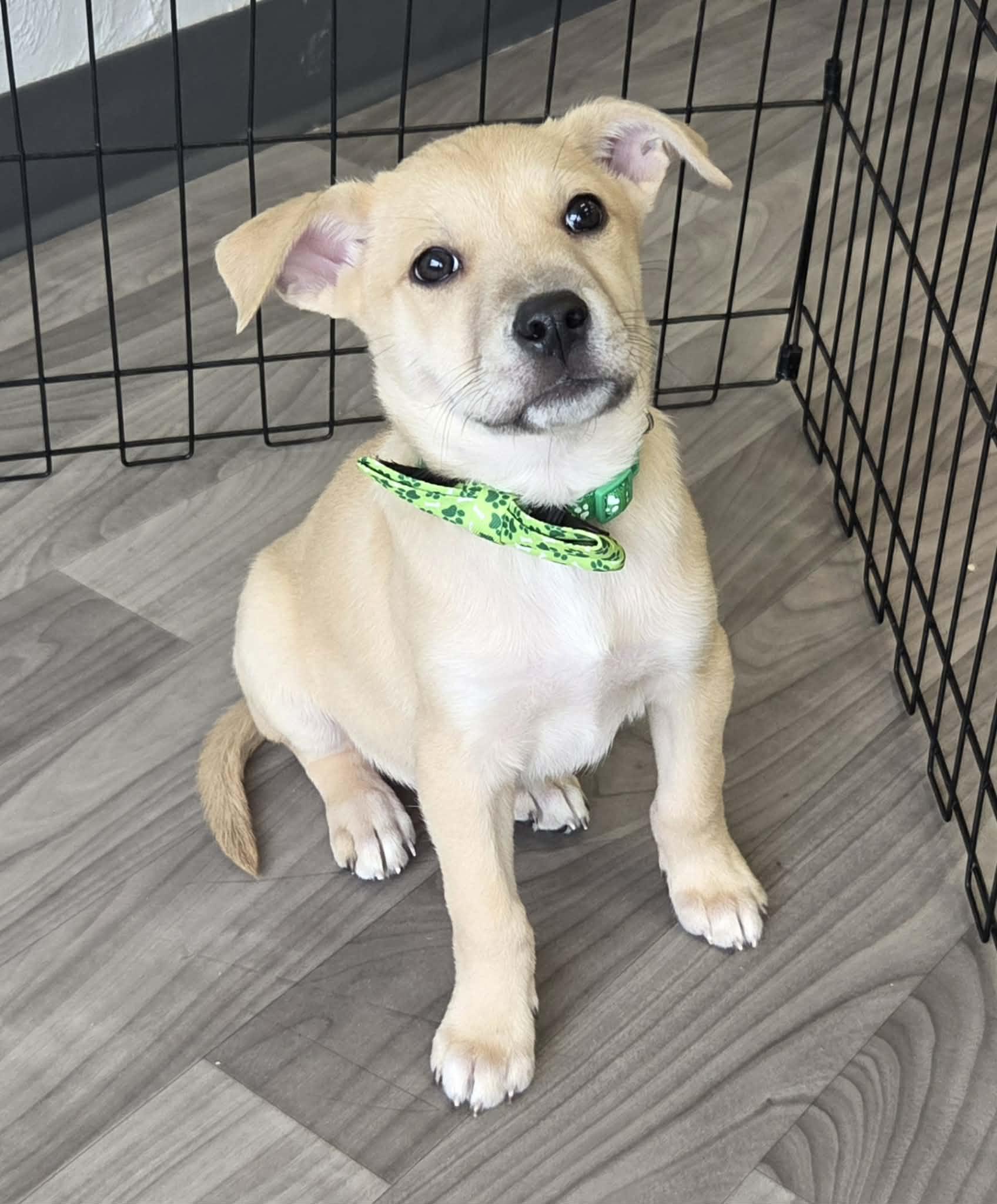 Artemis the heeler mix puppy, a Adoptable mixed breed in Muskego, WI image 1/5
