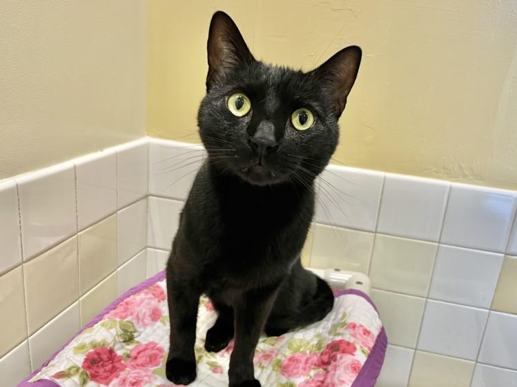 BAZ, Adoptable, Adult Male Domestic Short Hair.