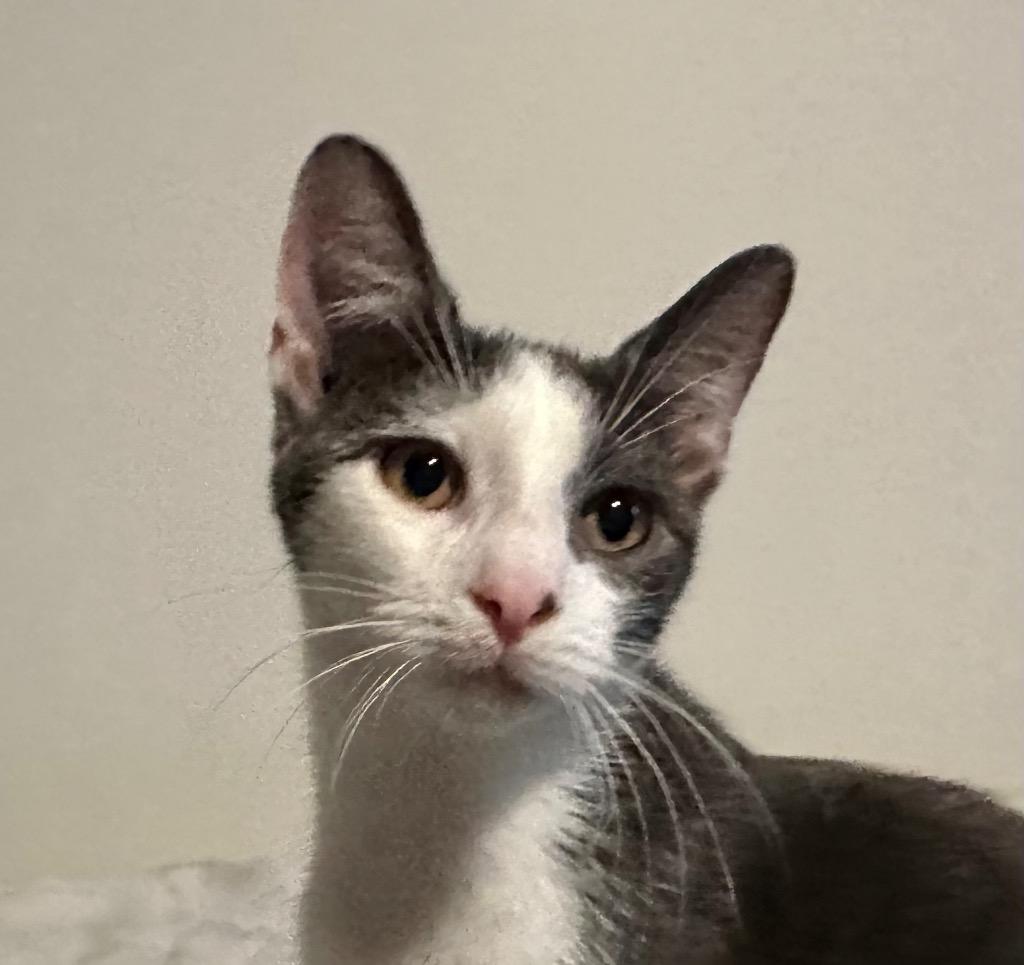 Ronnie, Adoptable, Young Male Domestic Short Hair.