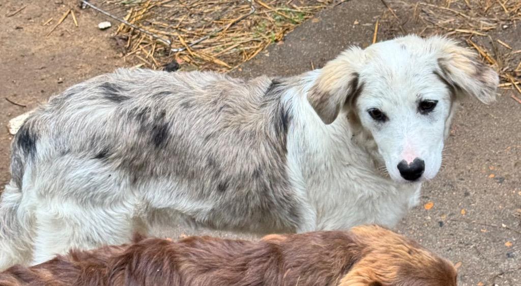 Paprika, Adoptable, Puppy Female Australian Shepherd & German Shepherd Dog.