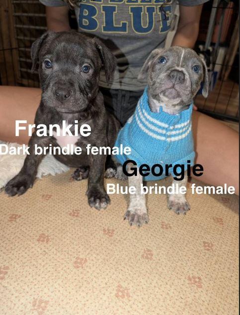 Frankie, Adoptable, Puppy Female Pit Bull Terrier.