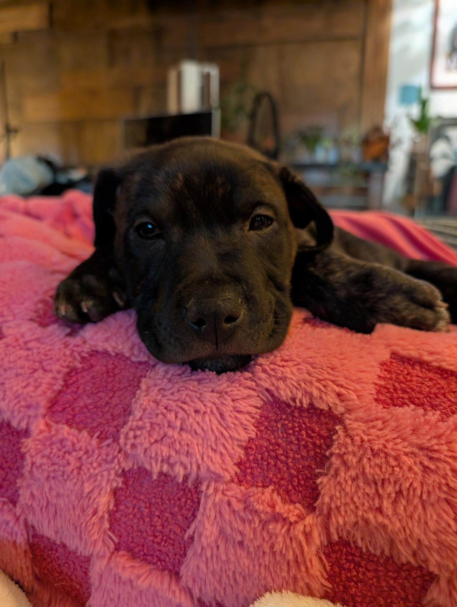 Enlarge Frankie, a Adoptable Pit Bull Terrier in Belleville, MI image 2/3
