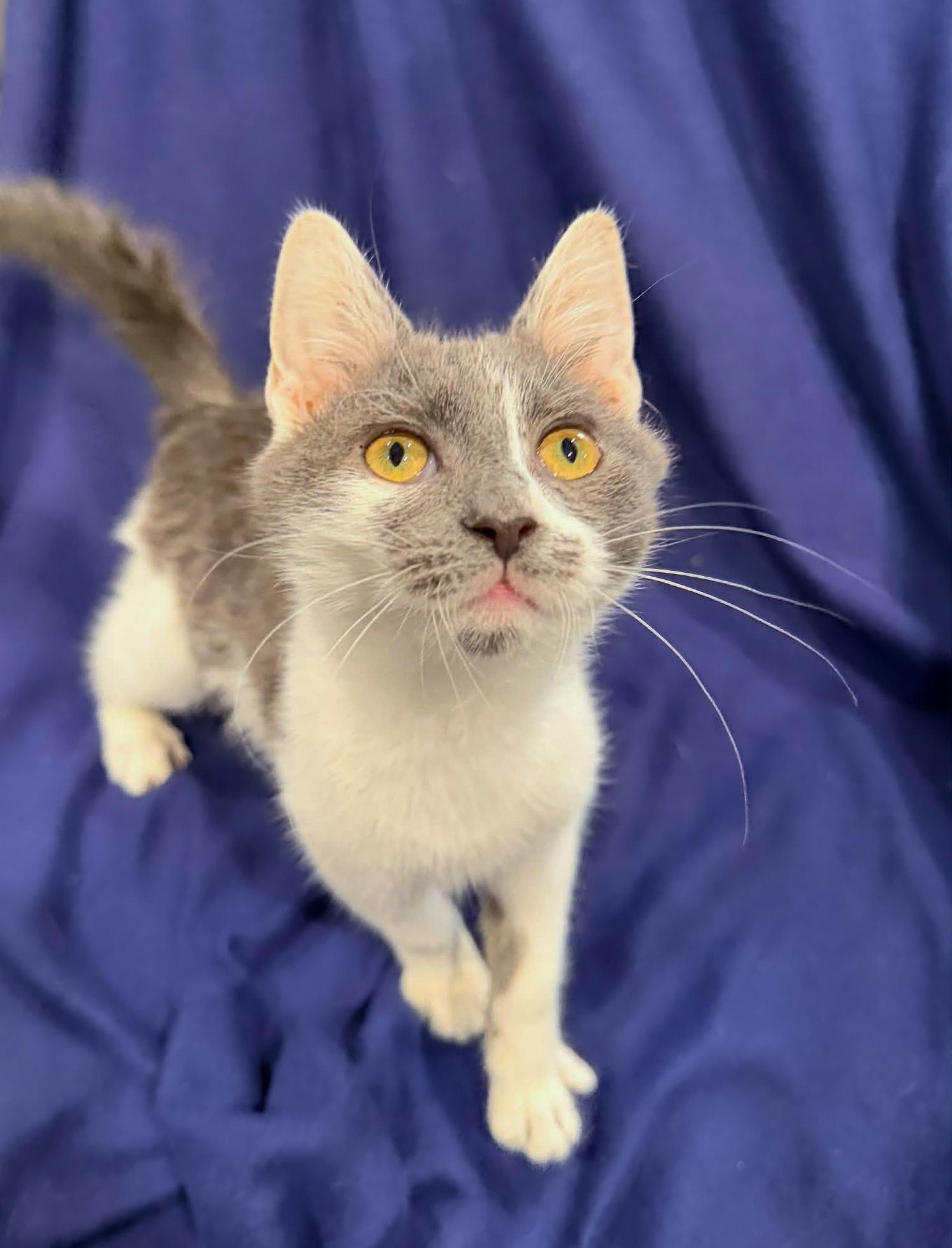 Enlarge Riot, an adopted Domestic Short Hair in Mullica Hill, NJ image 3/3