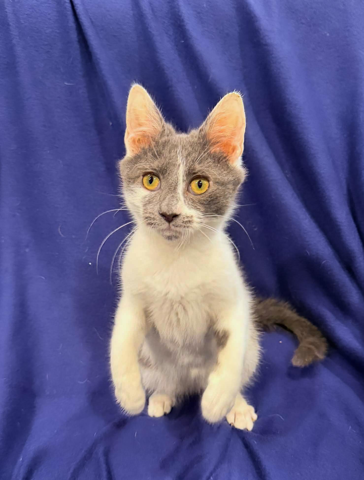 Enlarge Riot, an adopted Domestic Short Hair in Mullica Hill, NJ image 2/3