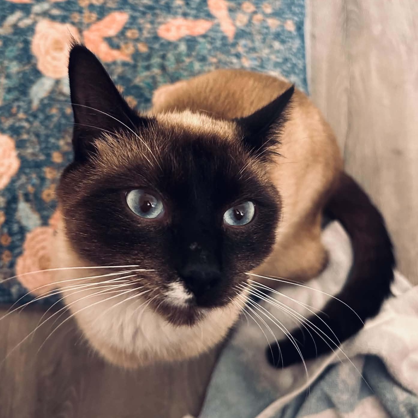 Enlarge COOKIE MONSTER, a Adoptable mixed breed in Beaverton, OR image 2/6