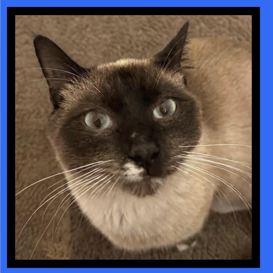 Enlarge COOKIE MONSTER, a Adoptable mixed breed in Beaverton, OR image 6/6