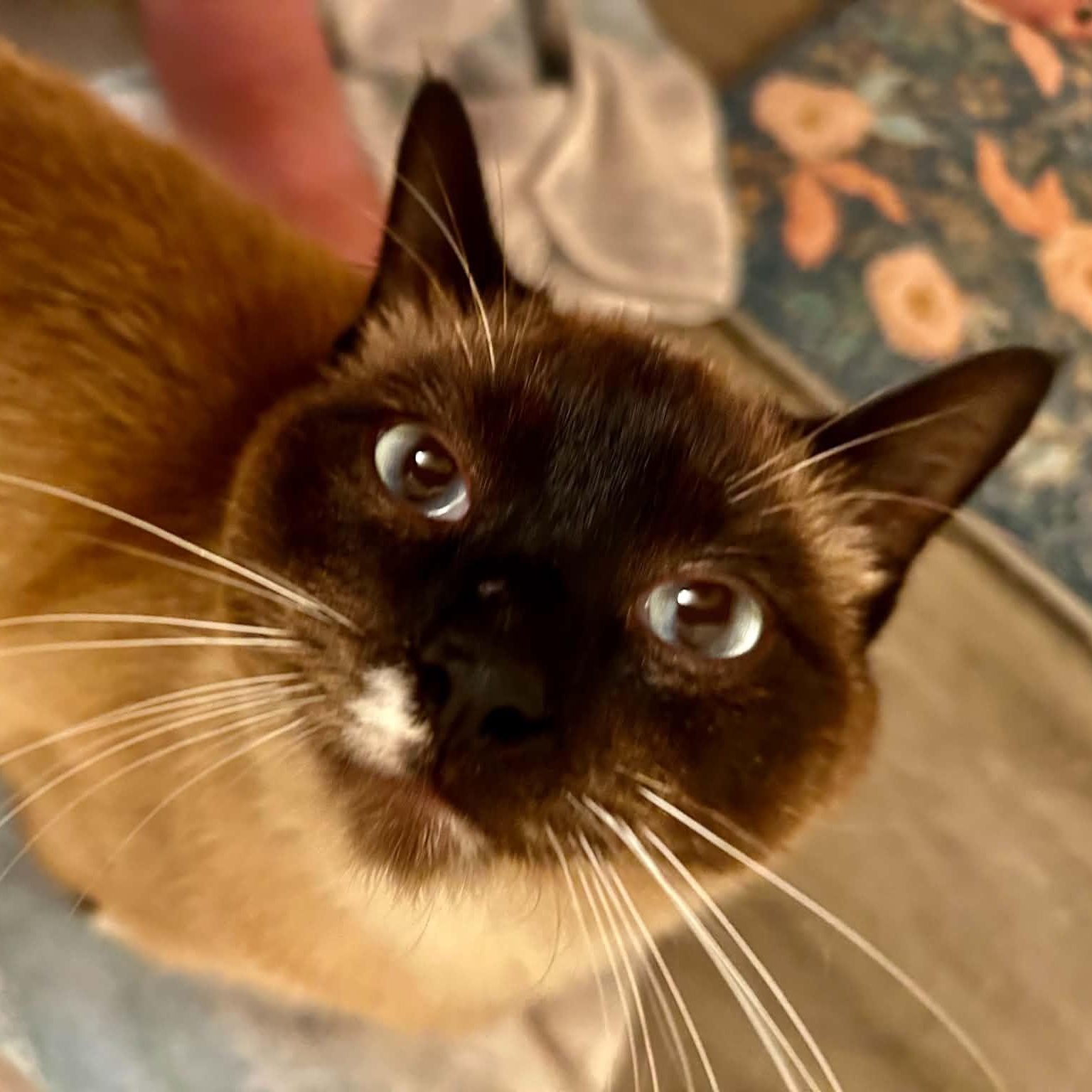 Enlarge COOKIE MONSTER, a Adoptable mixed breed in Beaverton, OR image 4/6