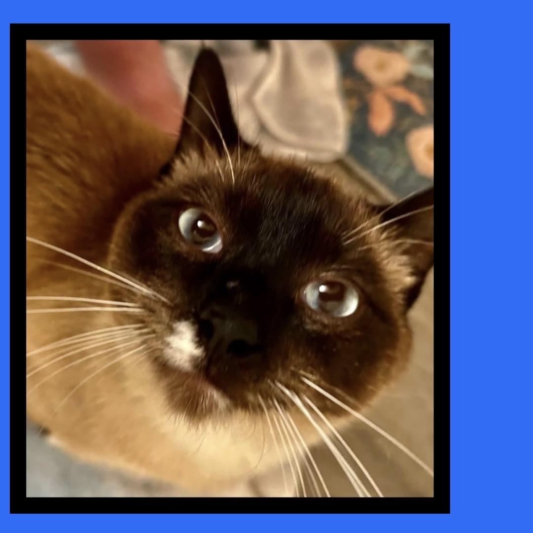 COOKIE MONSTER, Adoptable, Young Male Siamese & Domestic Short Hair.
