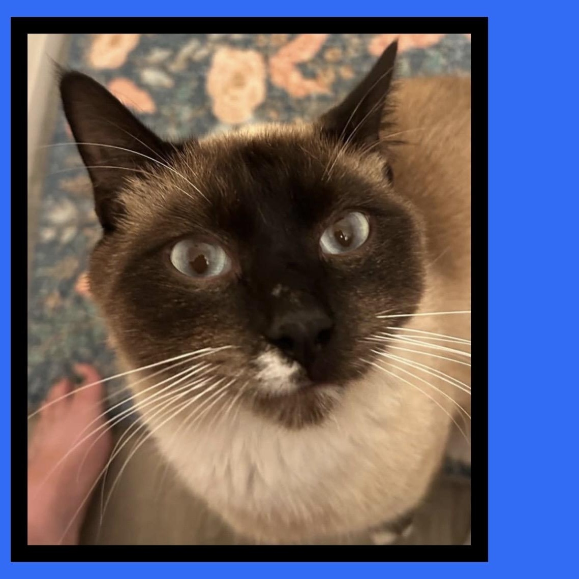 Enlarge COOKIE MONSTER, a Adoptable mixed breed in Beaverton, OR image 3/6