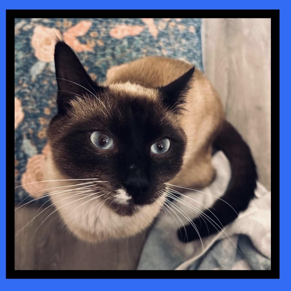 Enlarge COOKIE MONSTER, a Adoptable mixed breed in Beaverton, OR image 5/6
