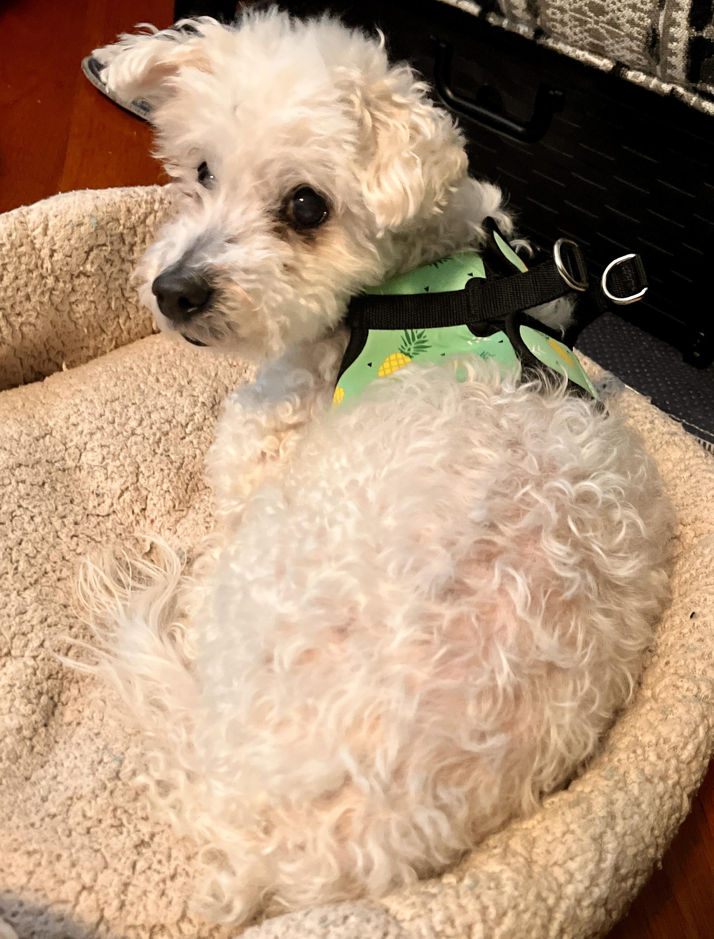 Pinochhio, a Adoptable mixed breed in Troy, MI image 3/6