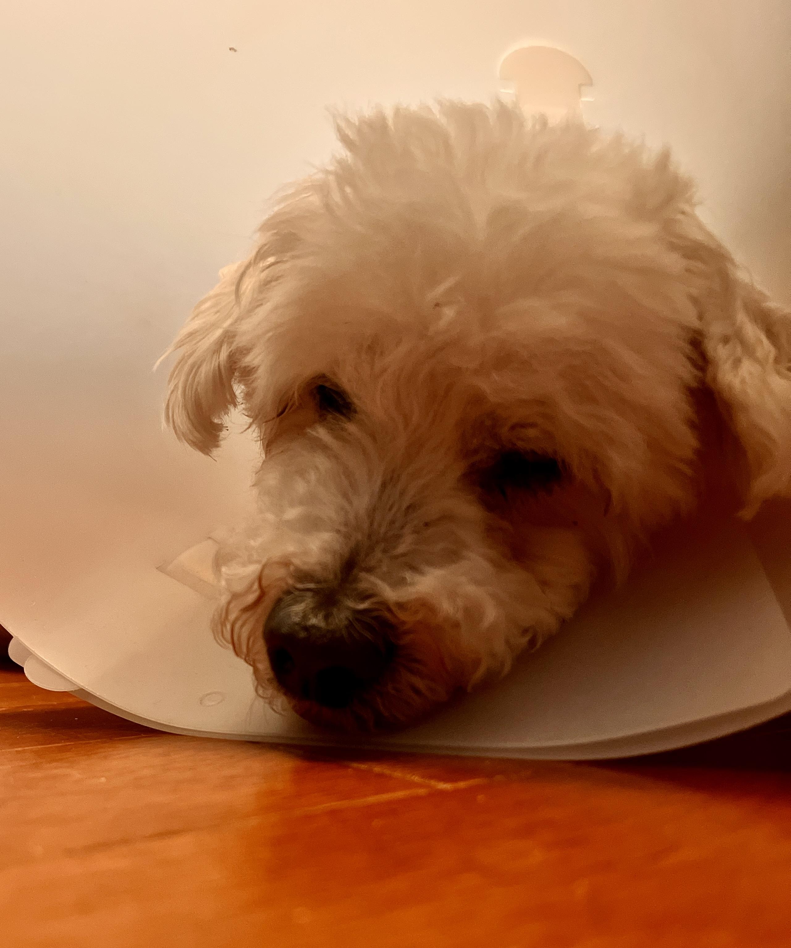 Pinochhio, Adoptable, Senior Male Maltese.