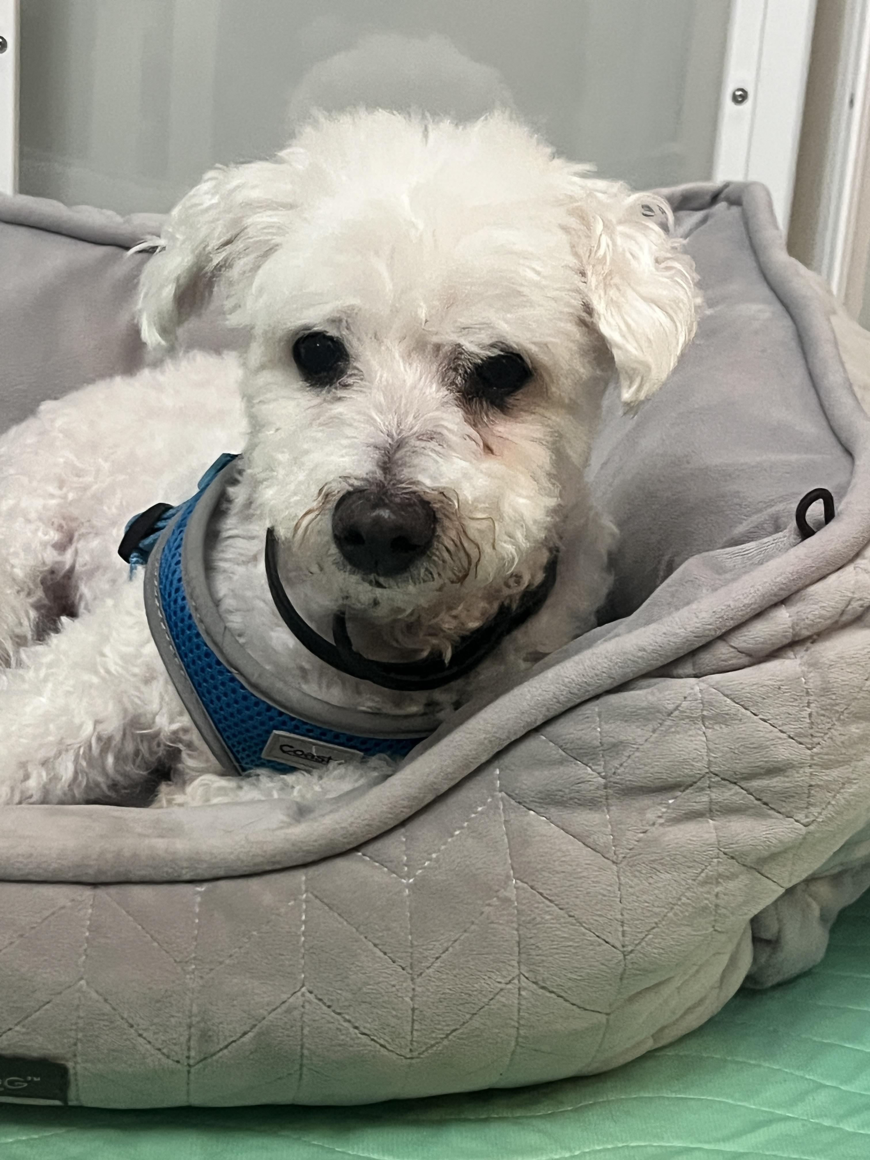 Enlarge Pinochhio, a Adoptable mixed breed in Troy, MI image 2/5