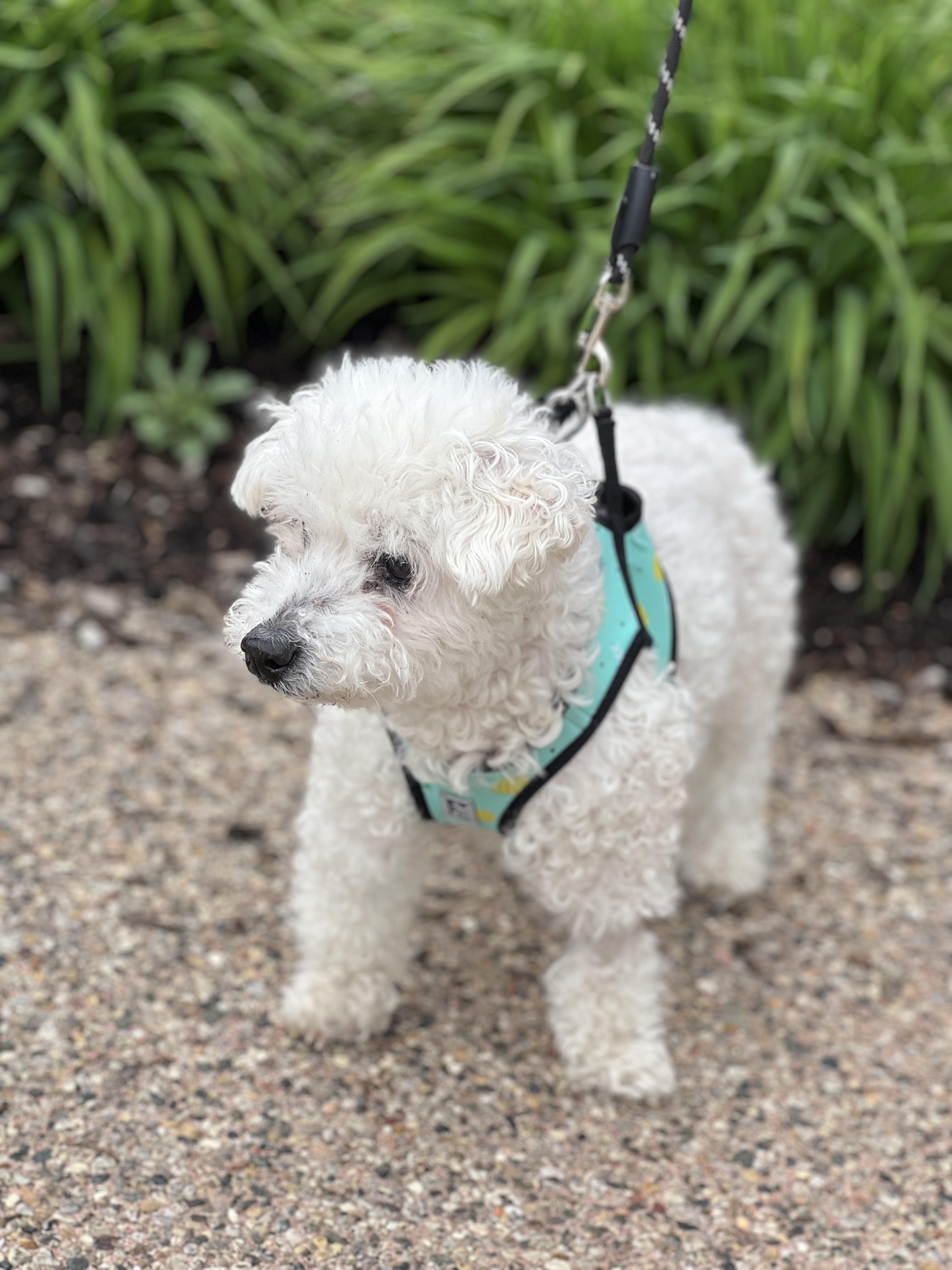 Pinocchio, a Adoptable mixed breed in Troy, MI image 4/6