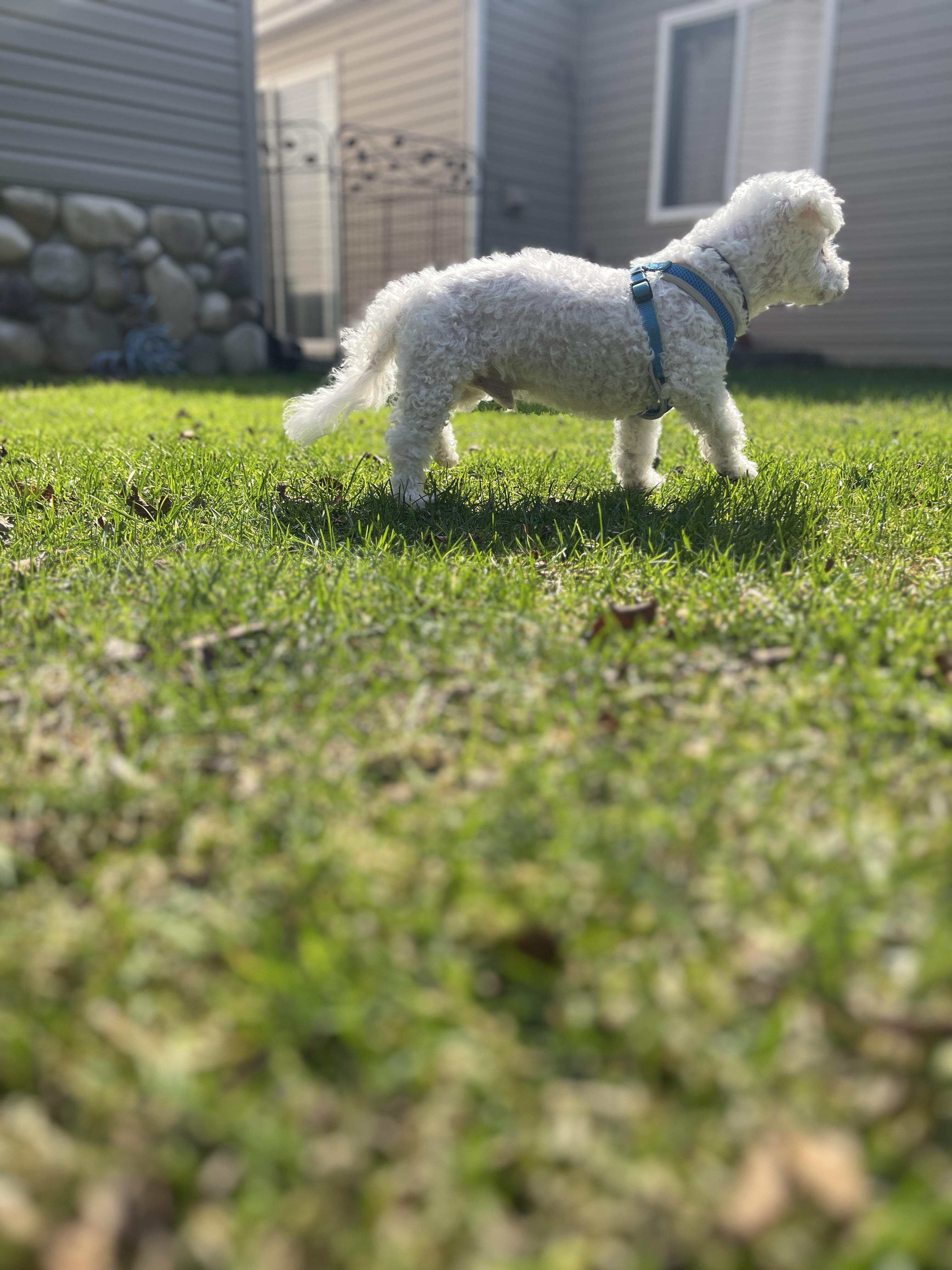 Enlarge Pinochhio, a Adoptable mixed breed in Troy, MI image 3/5