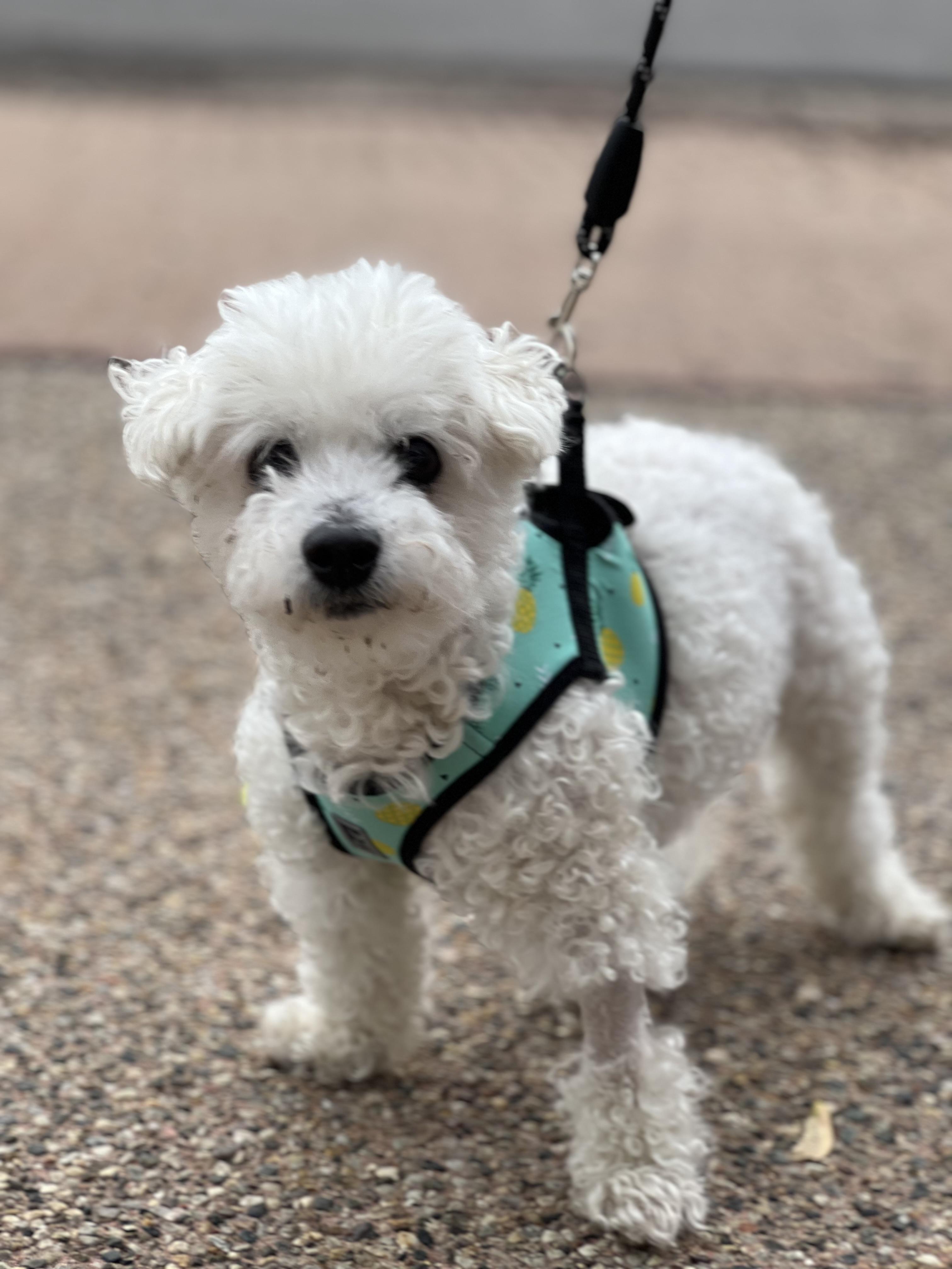 Pinocchio, Adoptable, Senior Male Maltese & Maltese.