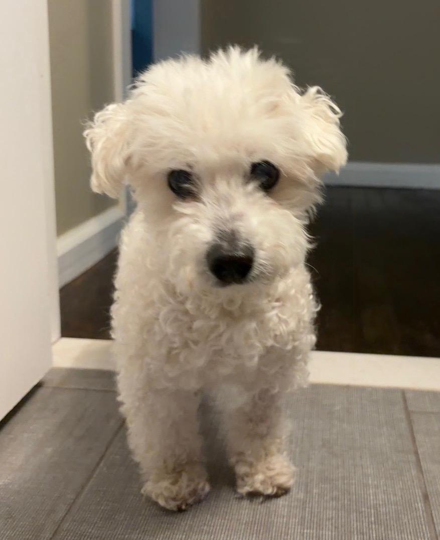 Pinochhio, a Adoptable mixed breed in Troy, MI image 1/6