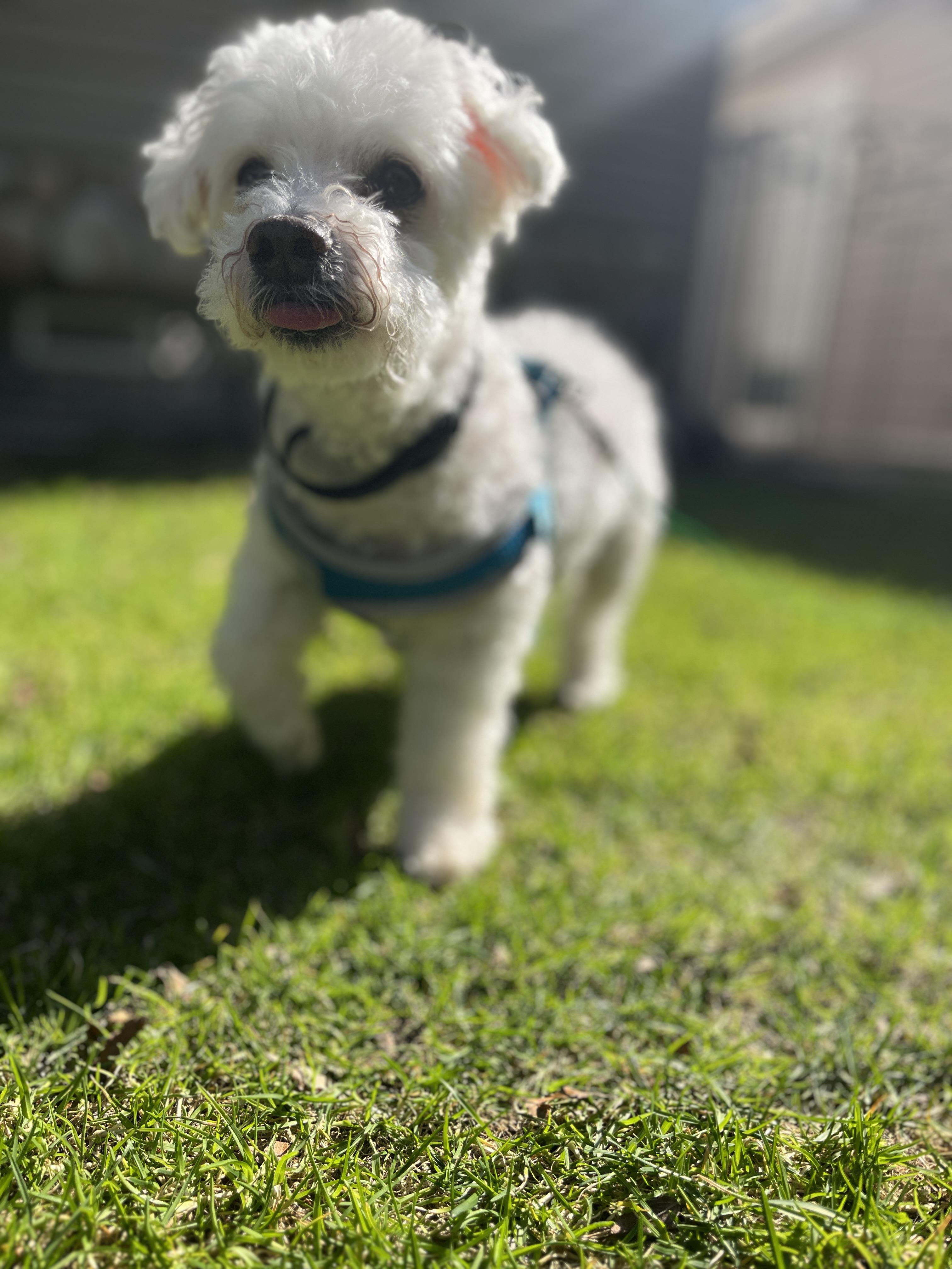 Pinochhio, Adoptable, Senior Male Maltese.