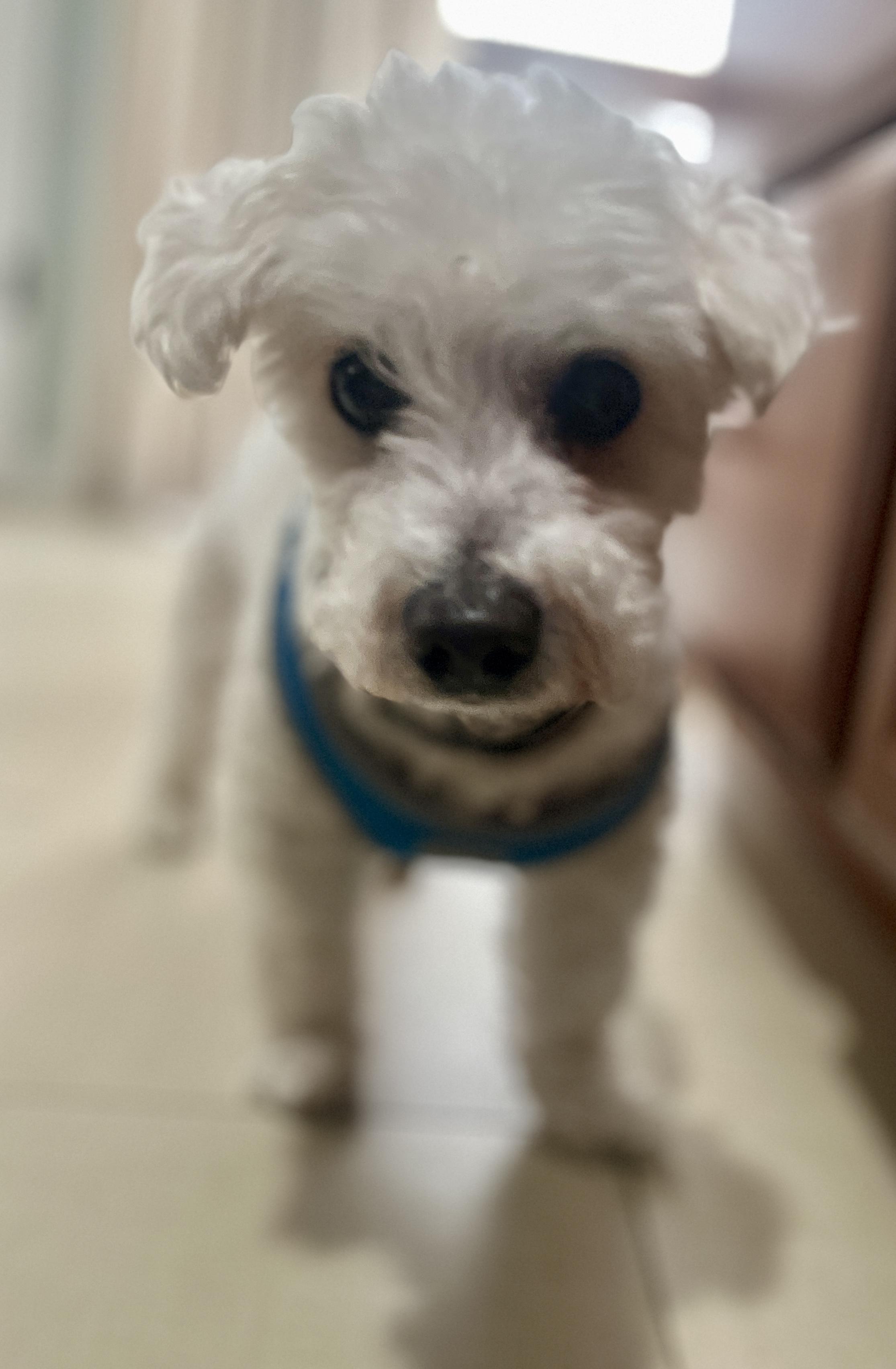 Enlarge Pinochhio, a Adoptable mixed breed in Troy, MI image 5/5