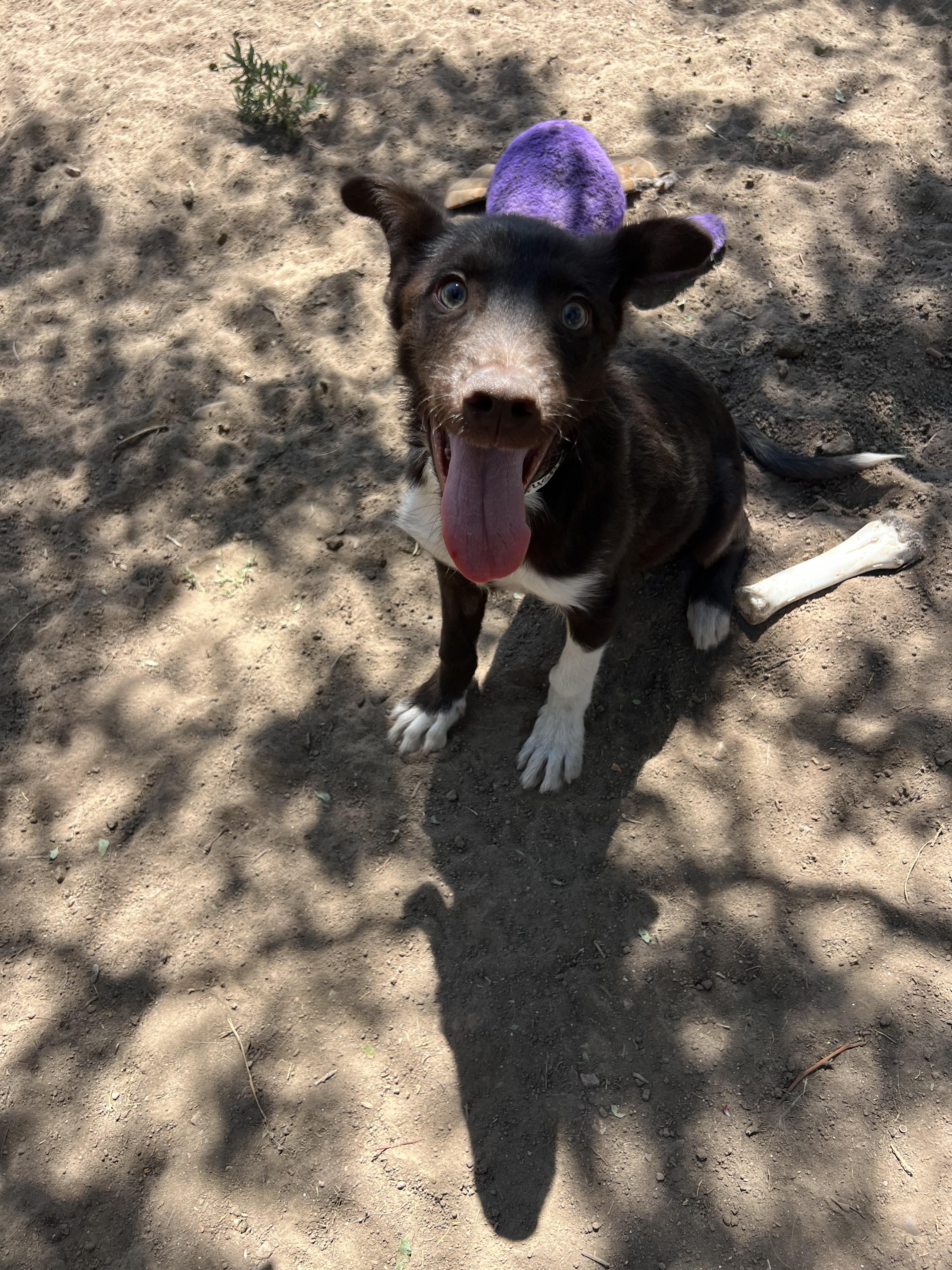 Enlarge Otter, a ADOPTABLE mixed breed in Fort Collins, CO image 5/5