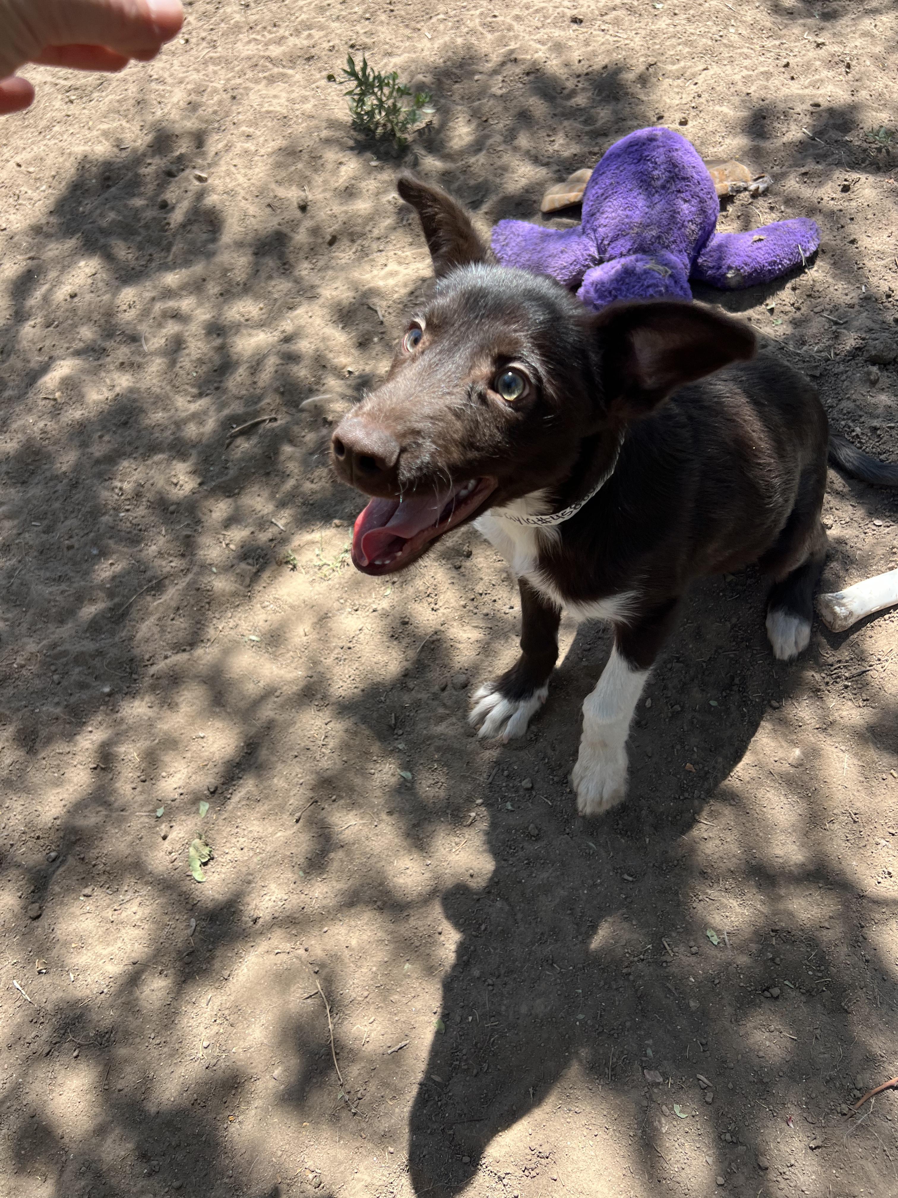 Enlarge Otter, a ADOPTABLE mixed breed in Fort Collins, CO image 4/5