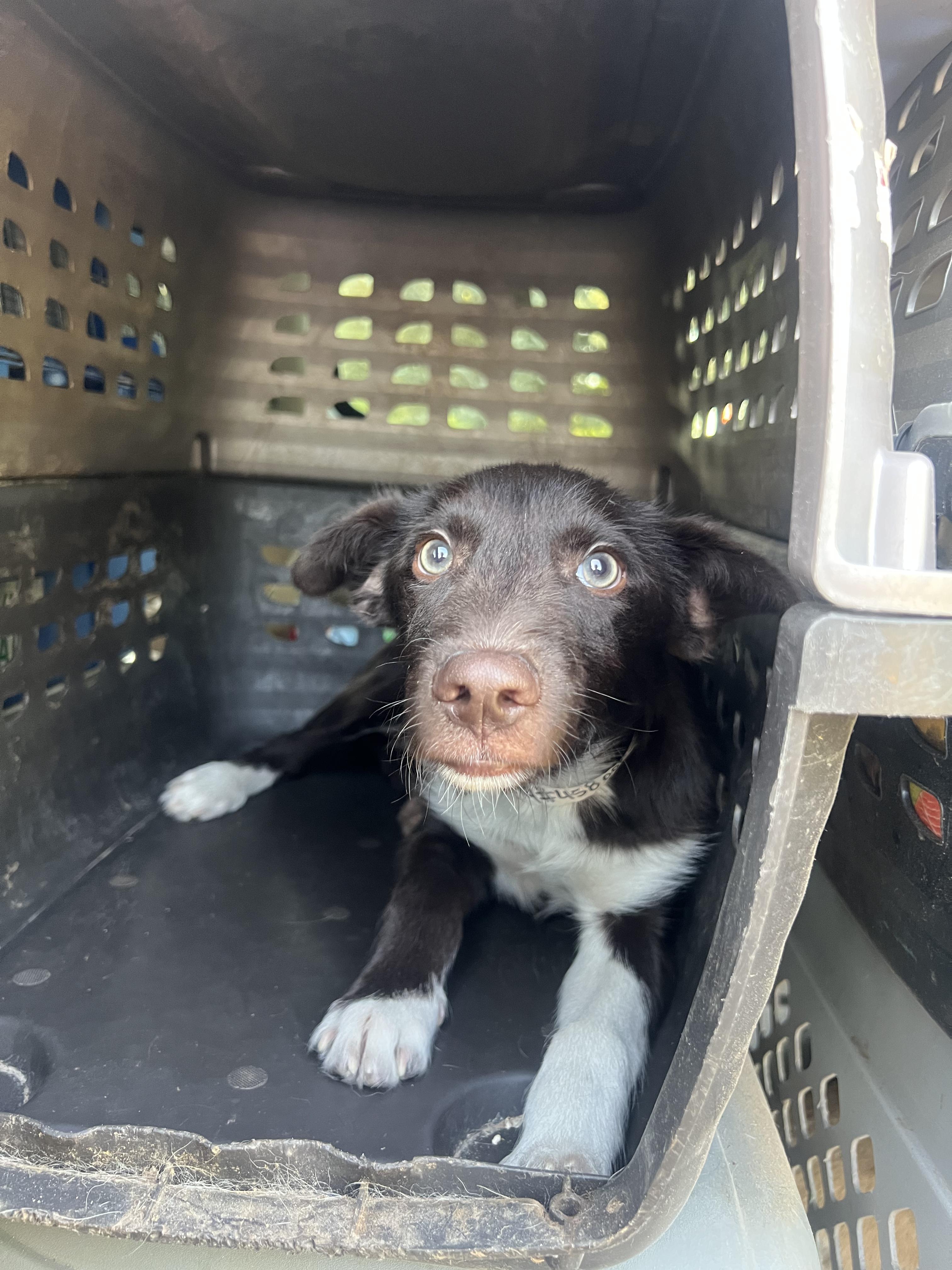 Enlarge Otter, a ADOPTABLE mixed breed in Fort Collins, CO image 1/5