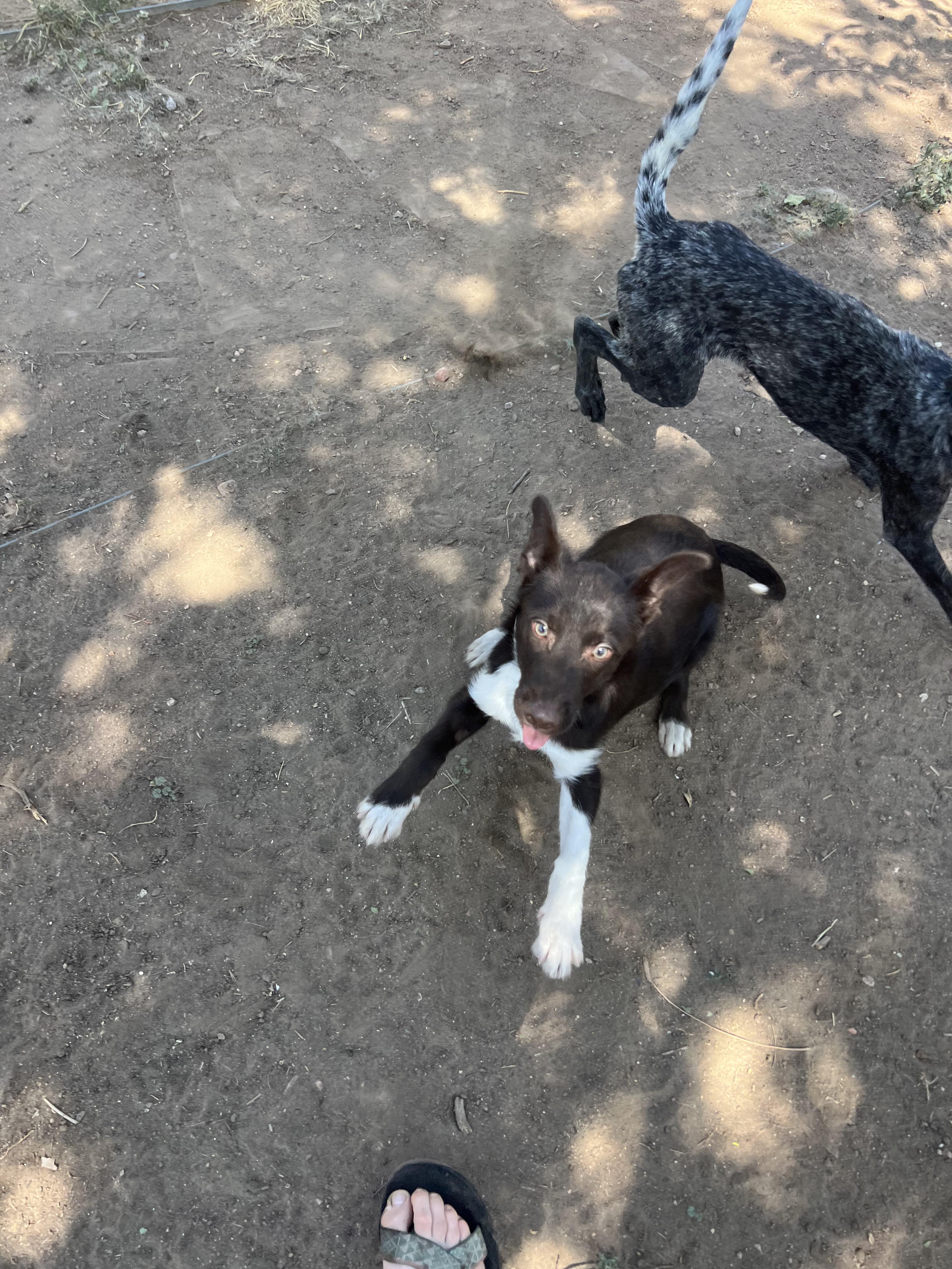 Enlarge Otter, a ADOPTABLE mixed breed in Fort Collins, CO image 2/5