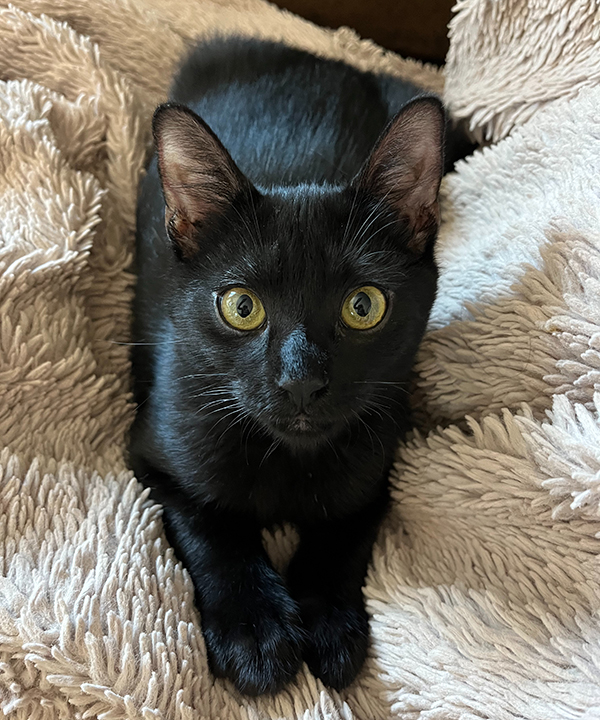 Harlo, a Adoptable Domestic Short Hair in San Diego, CA image 1/5