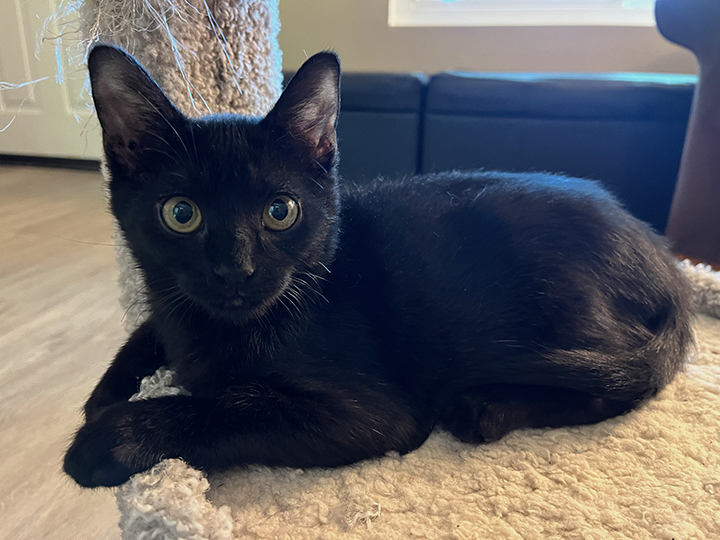 Harlo, a Adoptable Domestic Short Hair in San Diego, CA image 2/5