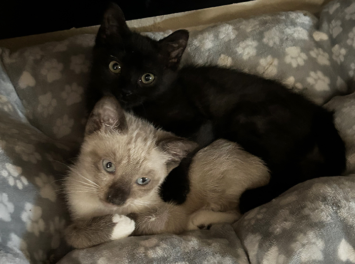 Harlo, a Adoptable Domestic Short Hair in San Diego, CA image 3/5