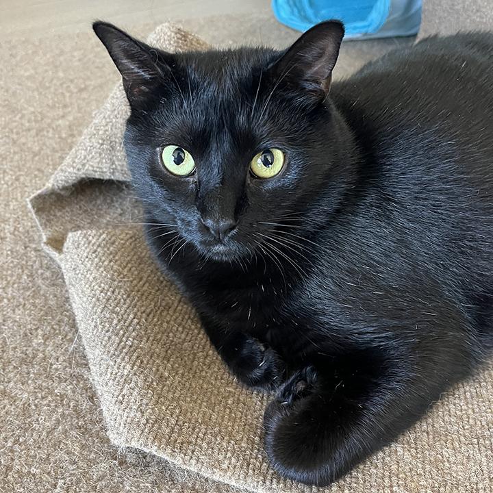 Enlarge Harlo, a Adoptable Domestic Short Hair in San Diego, CA image 2/6