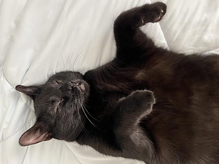 Enlarge Harlo, a Adoptable Domestic Short Hair in San Diego, CA image 4/6