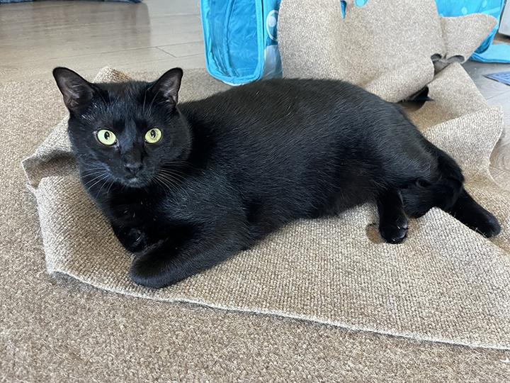 Harlo, Adoptable, Young Male Domestic Short Hair.