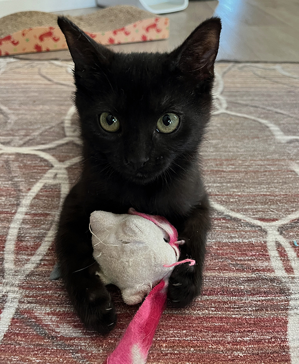 Harlo, Adoptable, Young Male Domestic Short Hair.