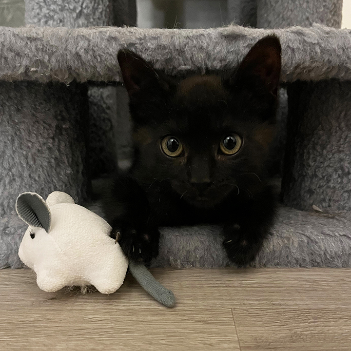 Harlo, a Adoptable Domestic Short Hair in San Diego, CA image 5/5