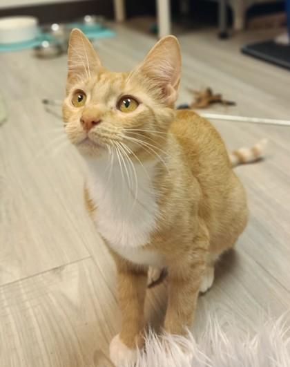 Boop, an adoptable Domestic Short Hair in Traverse City, MI, 49696 | Photo Image 3