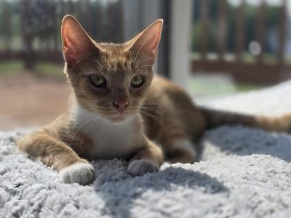 Boop, an adoptable Domestic Short Hair in Traverse City, MI, 49696 | Photo Image 1