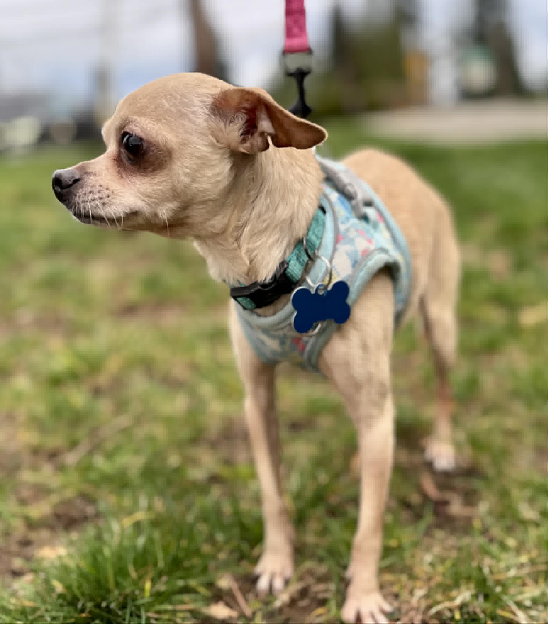 Enlarge Rogue, a ADOPTABLE Chihuahua in Covington, WA image 3/5