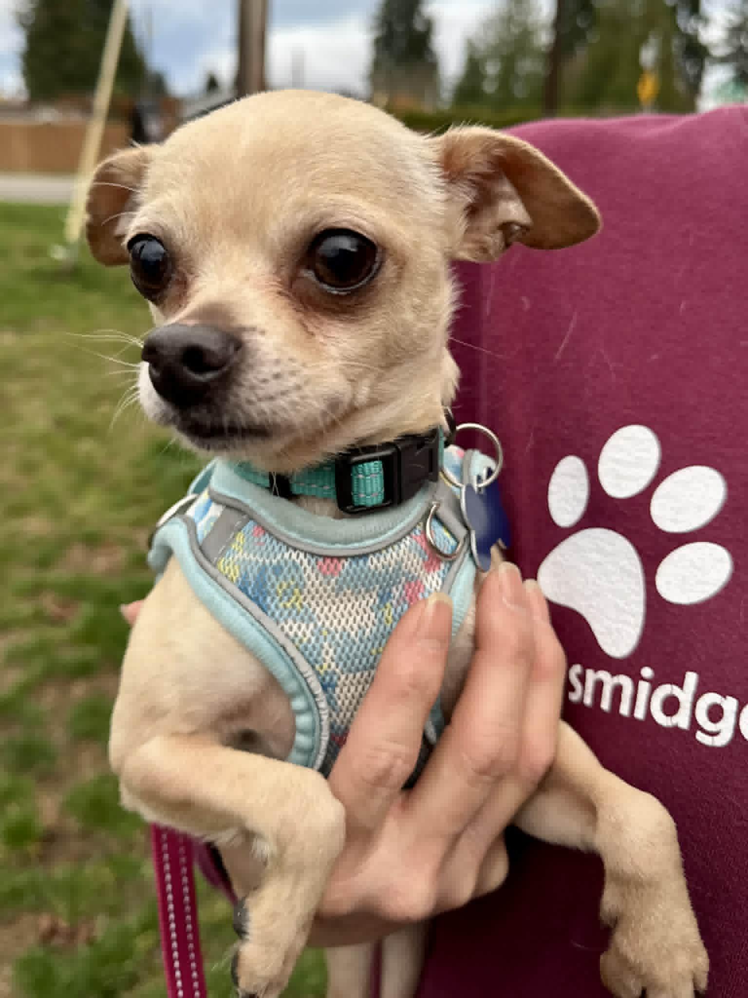 Rogue, ADOPTABLE, Adult Male Chihuahua.