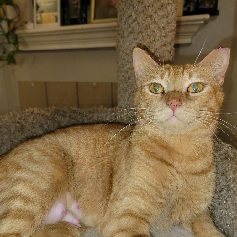 Scarlett, Adoptable, Adult Female Domestic Short Hair.