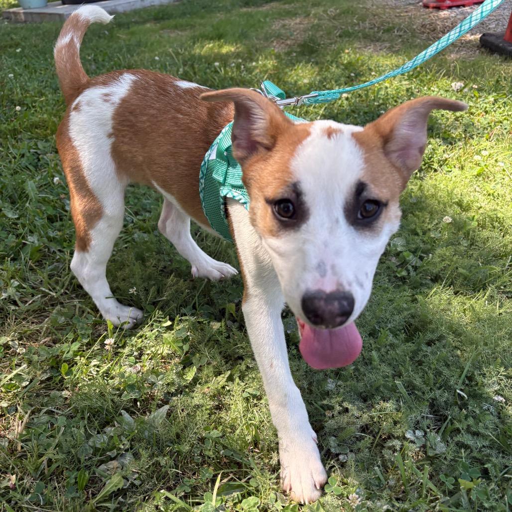 Bagel, Adoptable, Puppy Male Alaskan Malamute & Mountain Dog.