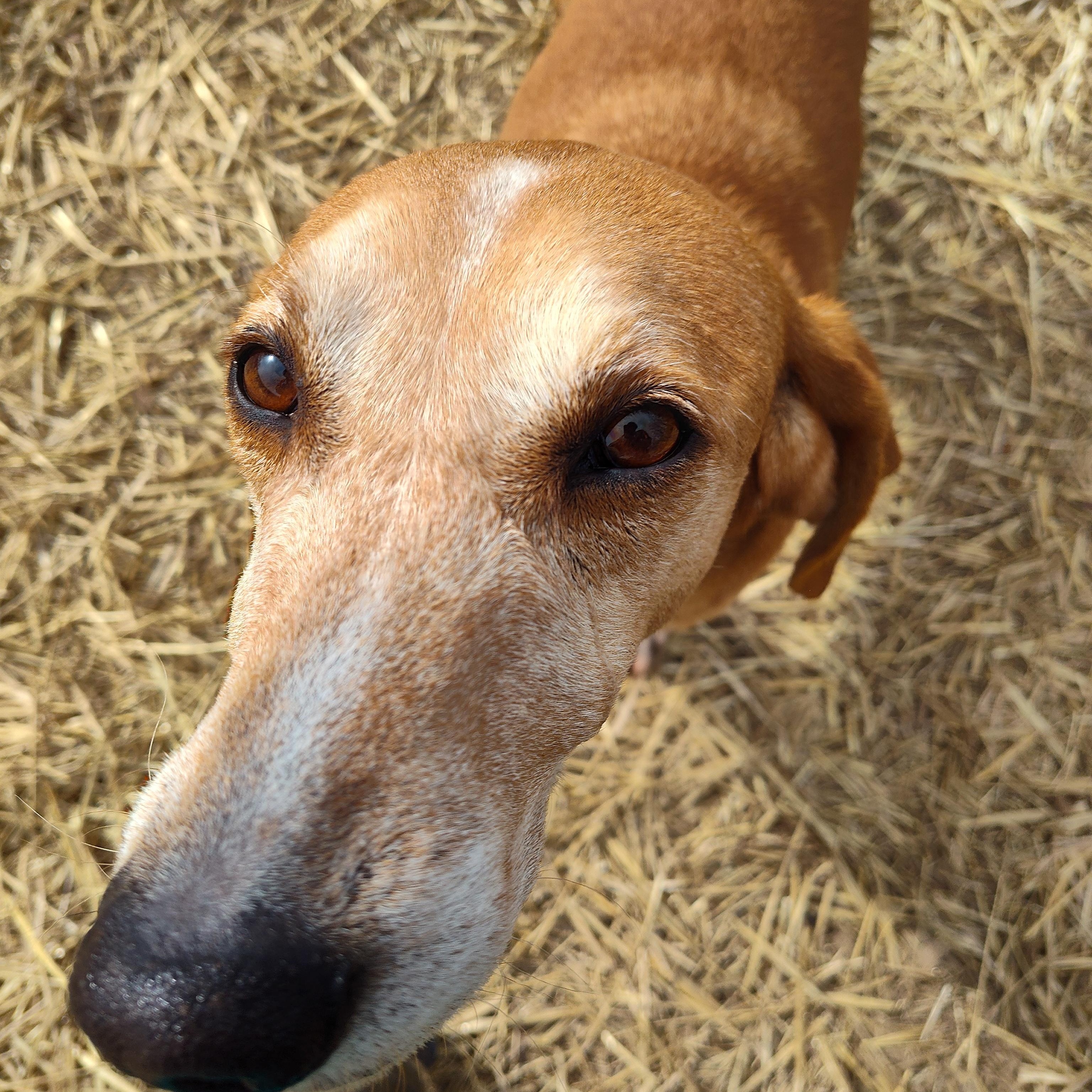 Enlarge Joey, a Adoptable mixed breed in Stockbridge, MI image 1/4