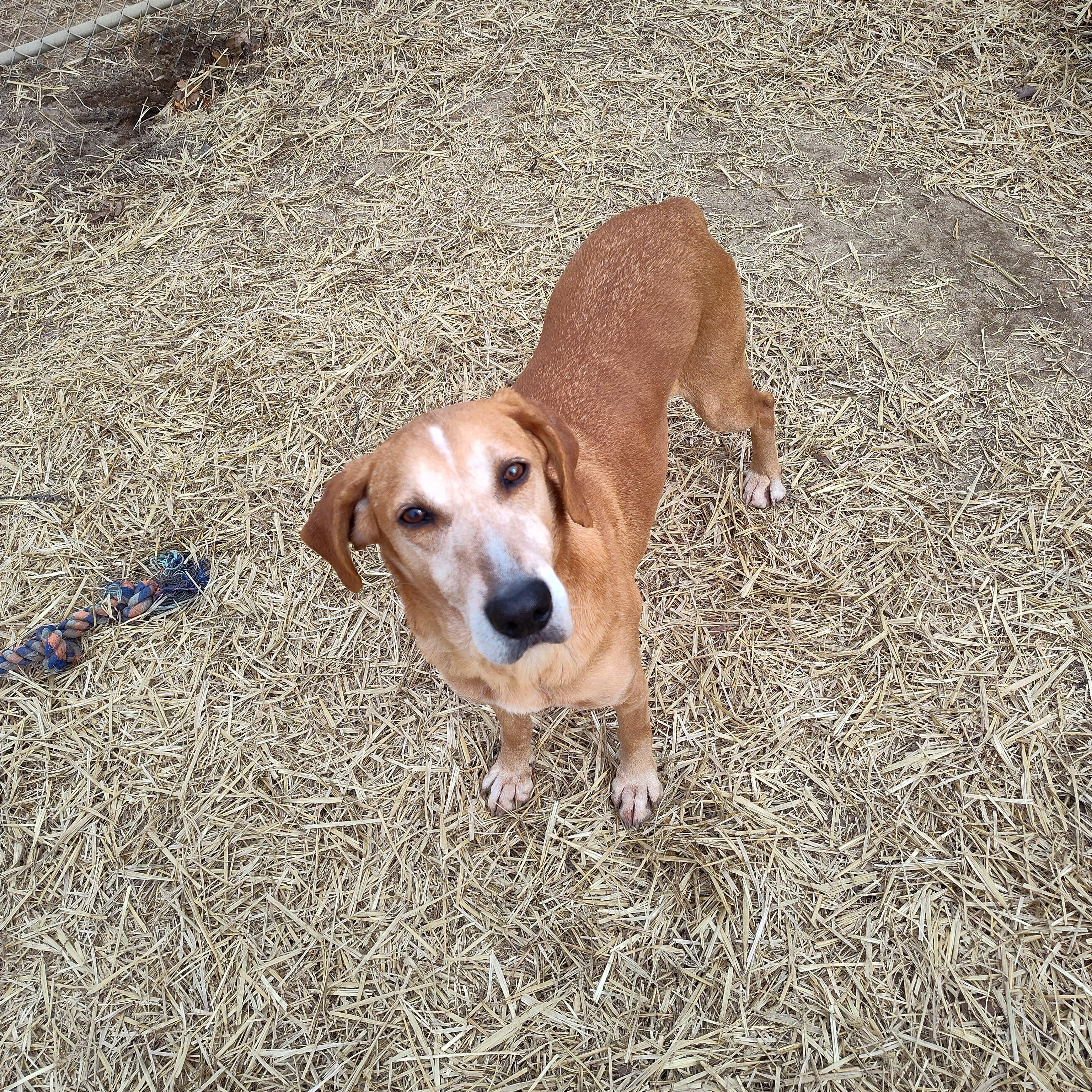 Enlarge Joey, a Adoptable mixed breed in Stockbridge, MI image 2/4