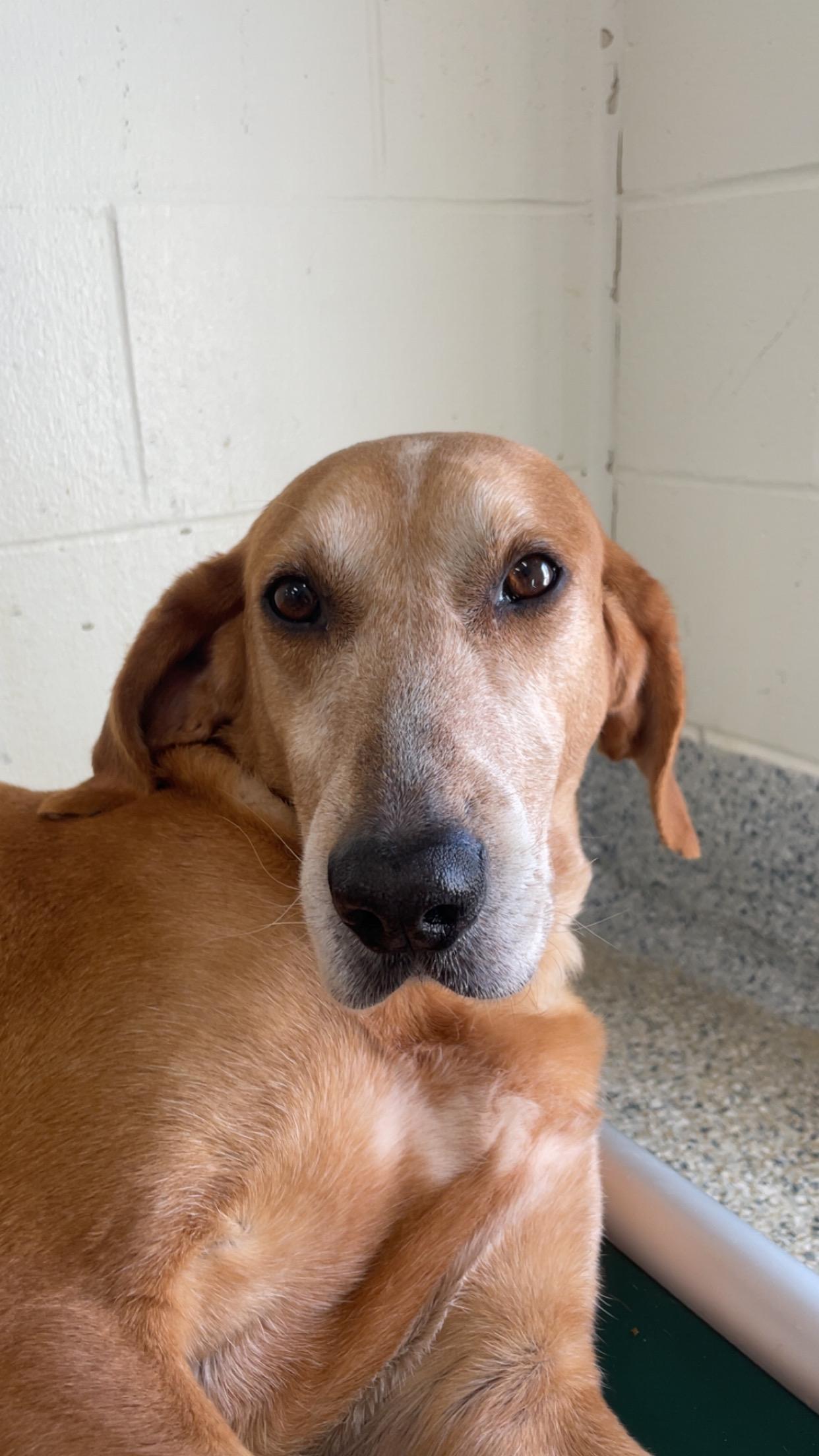 Enlarge Joey, a Adoptable mixed breed in Stockbridge, MI image 3/4