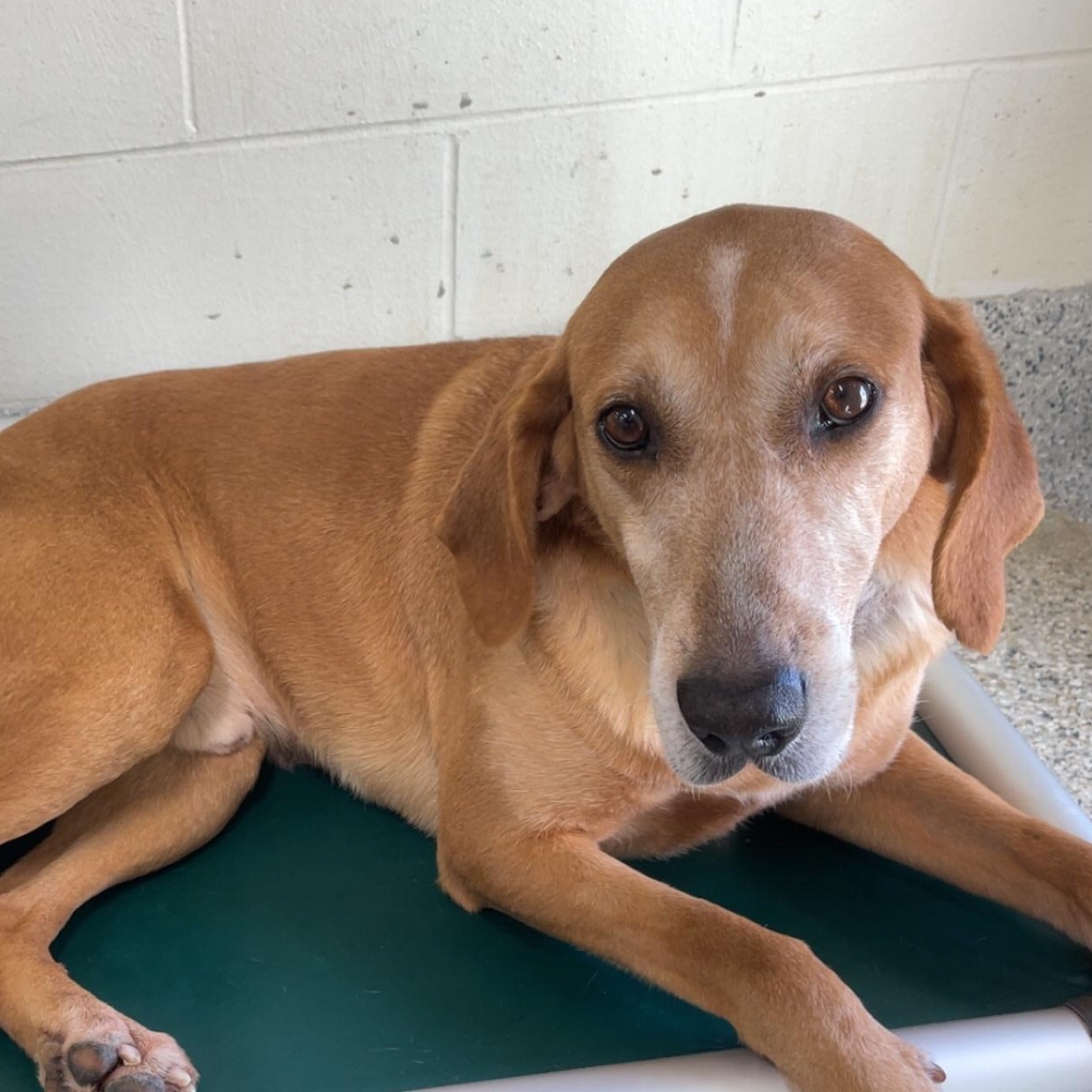 Enlarge Joey, a Adoptable mixed breed in Stockbridge, MI image 4/4