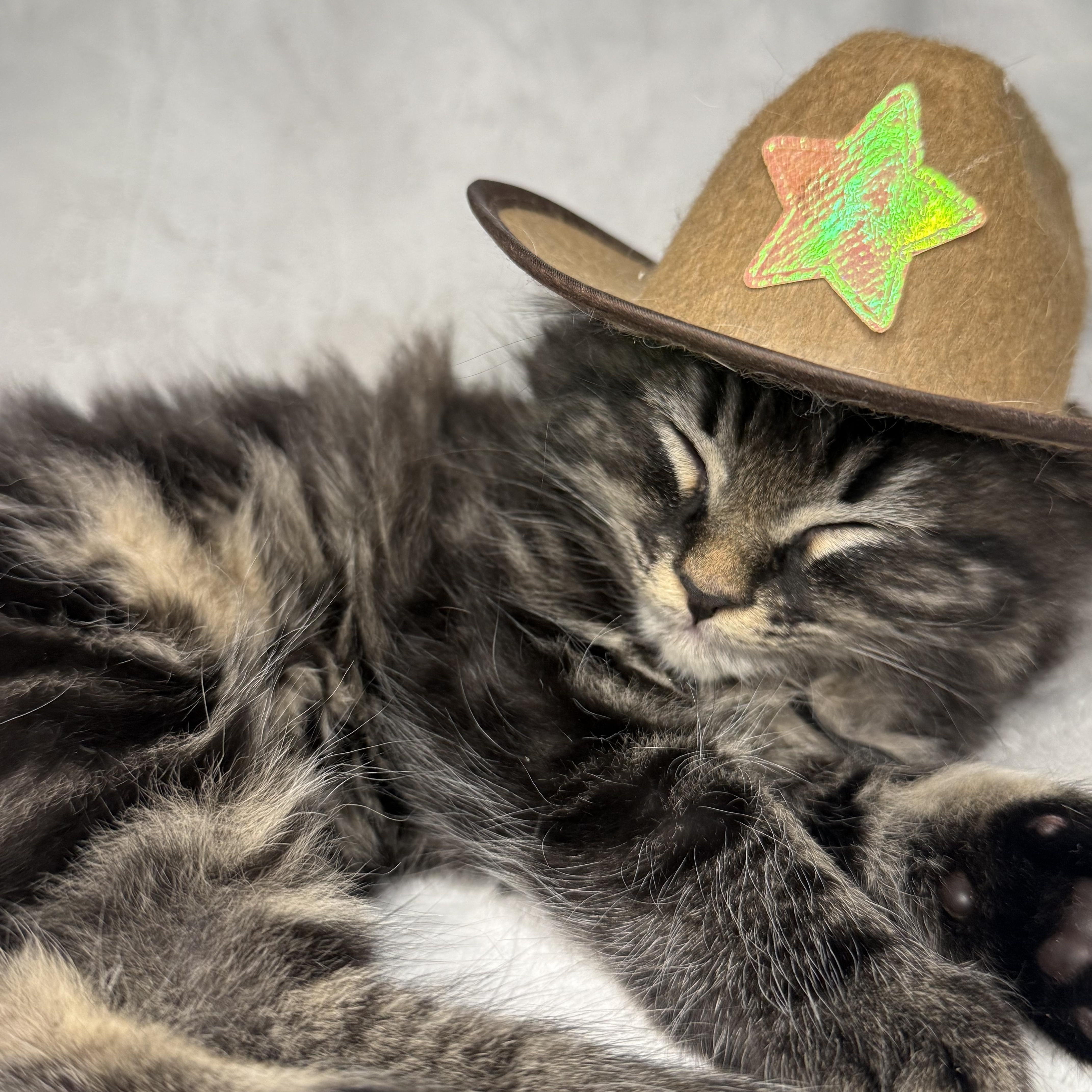 The Friends Crew ... Fluffy, a ADOPTABLE Domestic Long Hair in Hickory, NC image 3/4