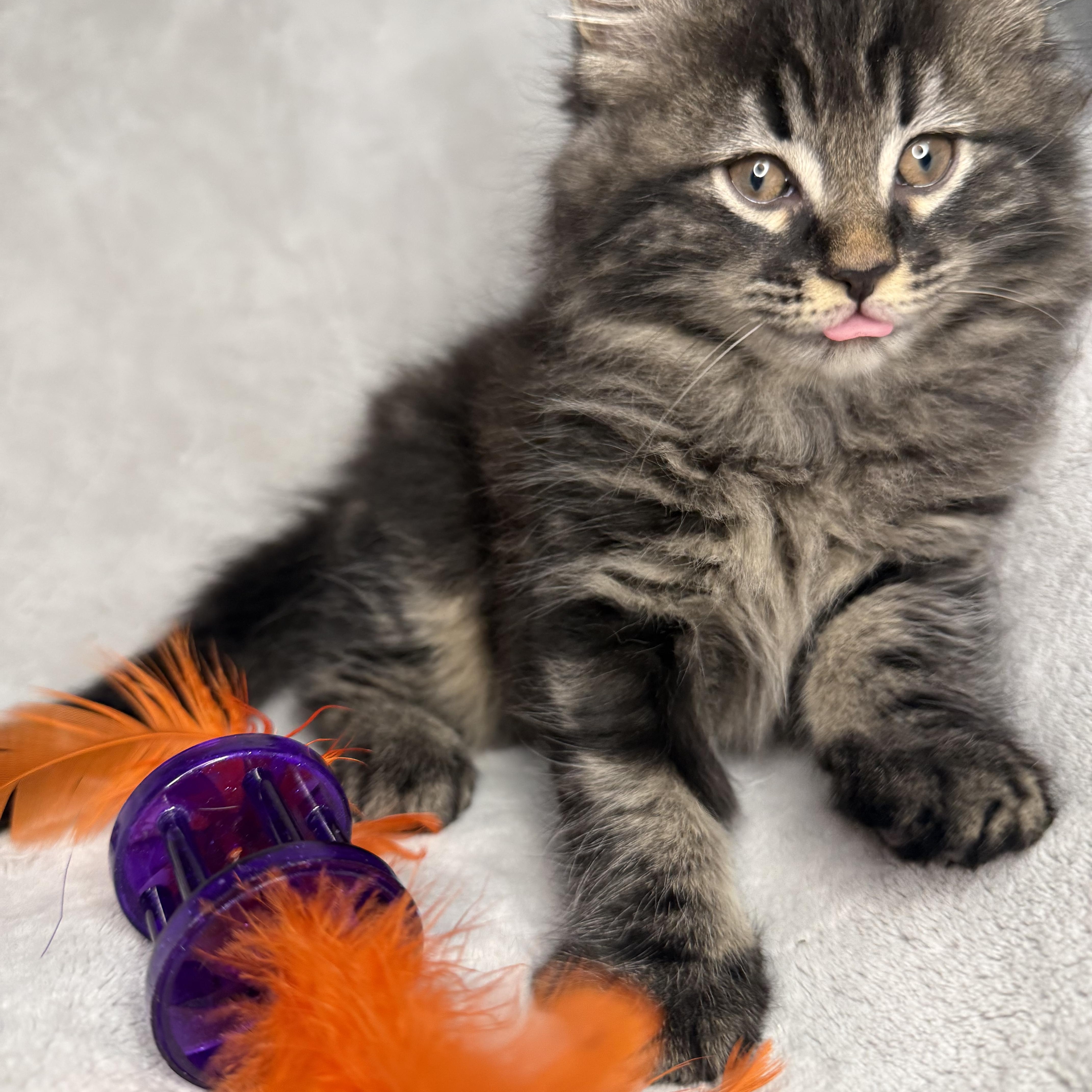 The Friends Crew ... Fluffy, a ADOPTABLE Domestic Long Hair in Hickory, NC image 1/4