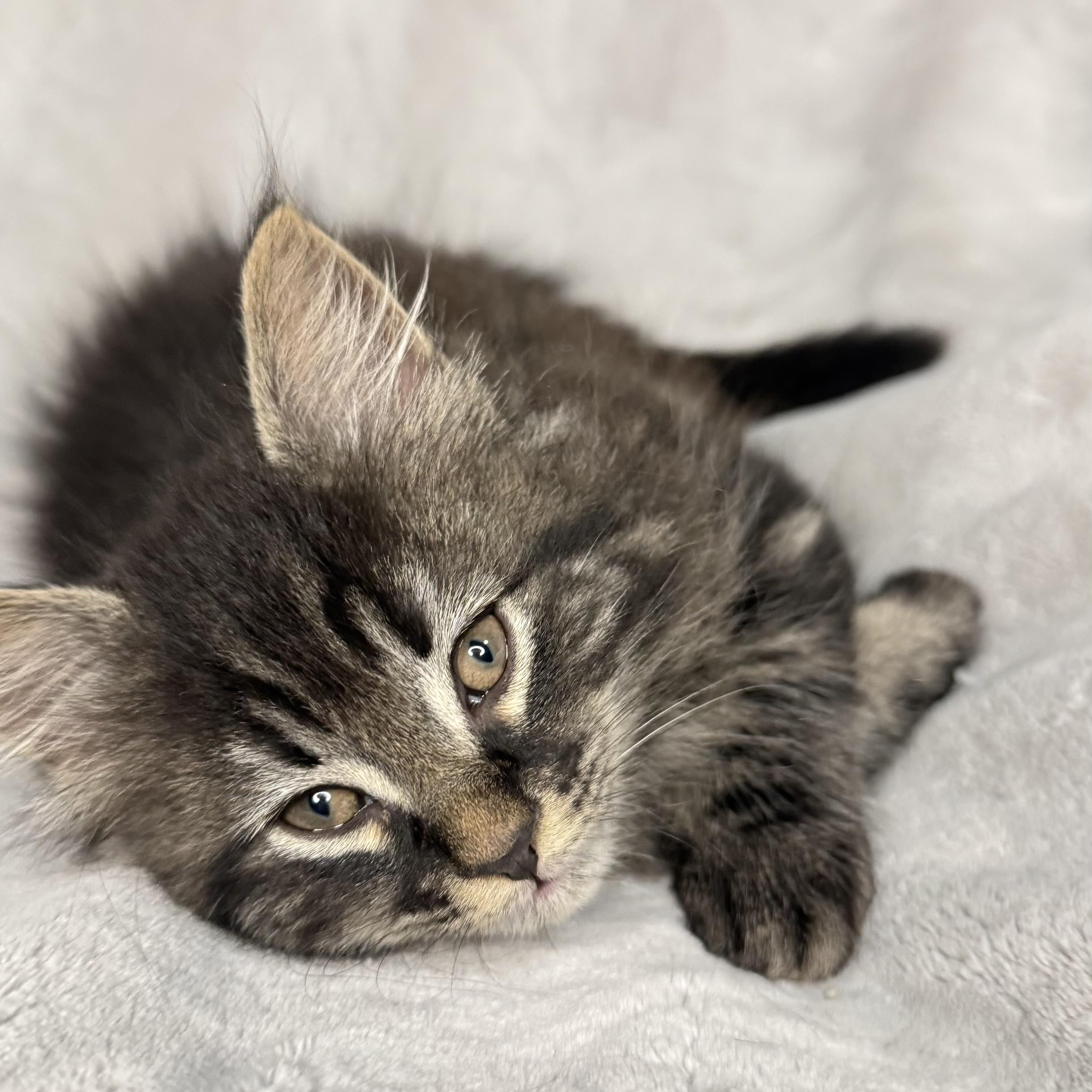 The Friends Crew ... Fluffy, a ADOPTABLE Domestic Long Hair in Hickory, NC image 2/4
